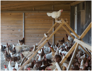 Hühner genießen frische Luft im Wintergarten - Bodenhaltung Geflügelhof Breisch