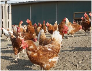 Freilandhaltung - Hühner auf dem Geflügelhof Breisch