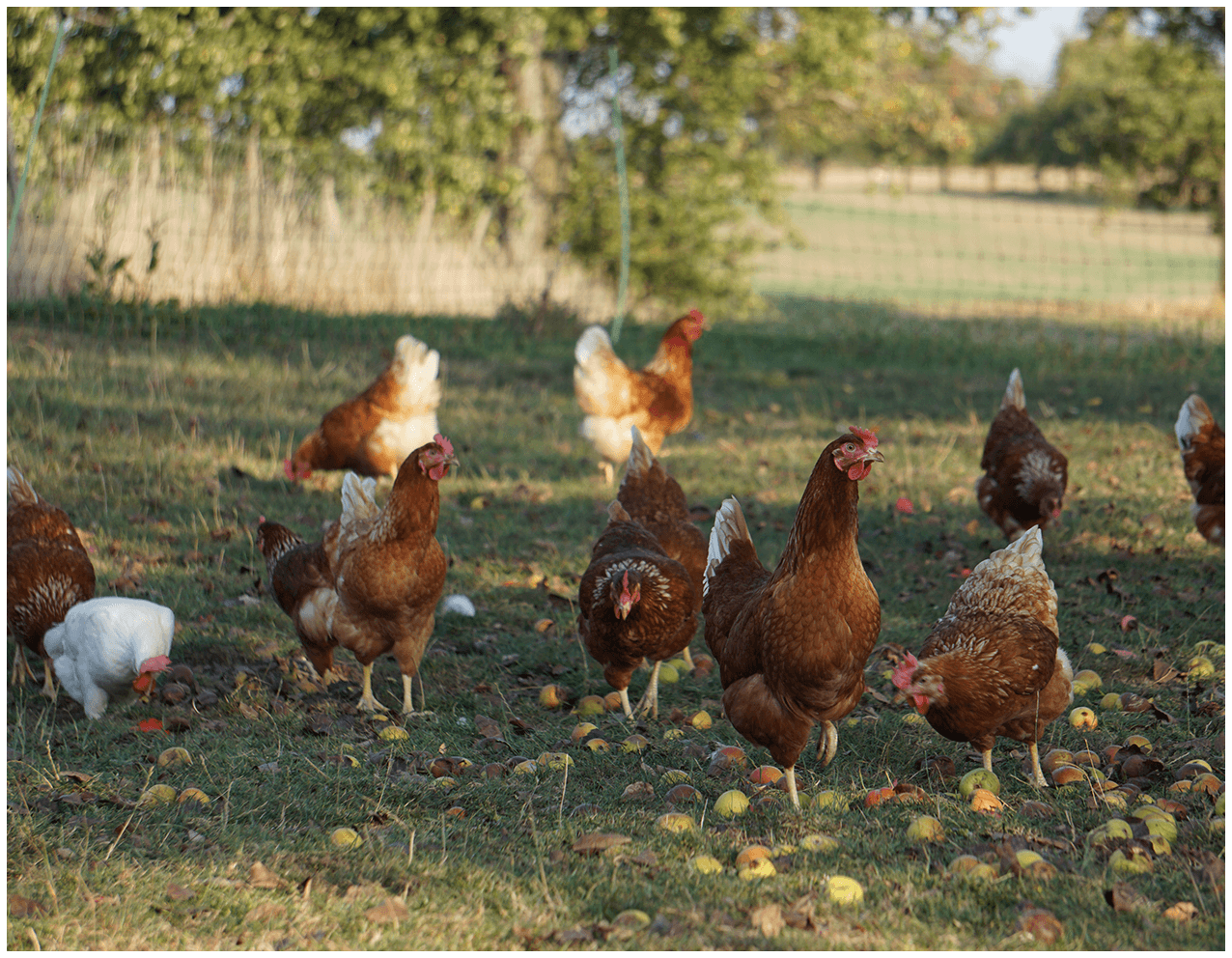 Hühner auf der Wiese in der Freilandhaltung - Geflügelhof Breisch