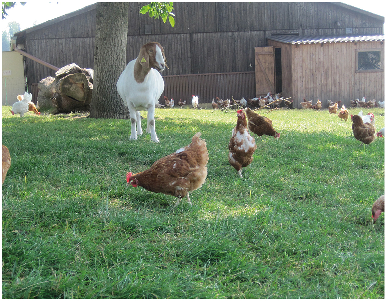 Hühner und eine Ziege im Freigehege des Geflügelhof Breisch
